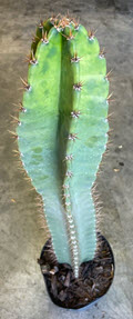 10" Cactus Cereus Peruvianus  